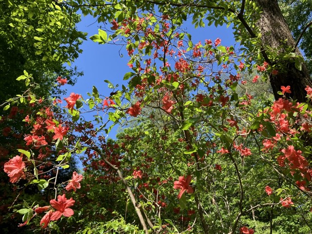 ヤマツツジ | 国営武蔵丘陵森林公園 ｜ 全国で初めての国営公園